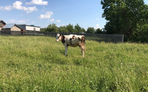 Агропром будущего: Сбербанк провел масштабный сельскохозяйственный форум в регионах ПФО