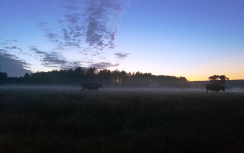 В понедельник в Чувашии ожидается туман