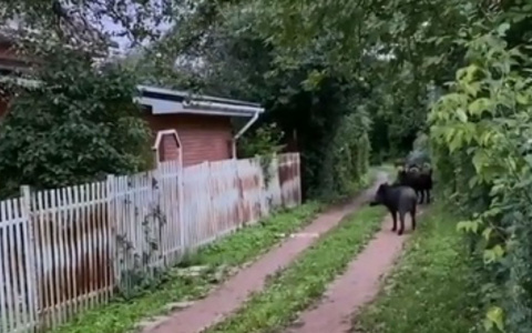 Стадо кабанов прогулялось по жилому району Чебоксар