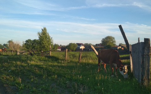 Возведение китайского завода в Шумерлинском районе остановили
