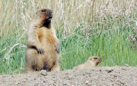 Ощущение осени заставило сурков закупорить норы и уйти в спячку