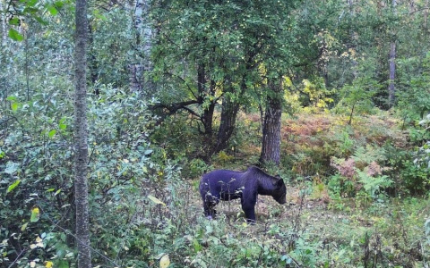 В Алатырском районе был замечен медведь