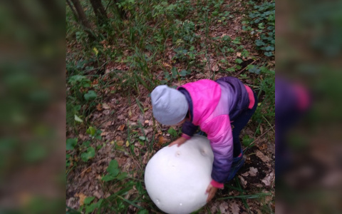 Житель Чувашии нашел съедобный гигантский гриб весом 23 килограмма