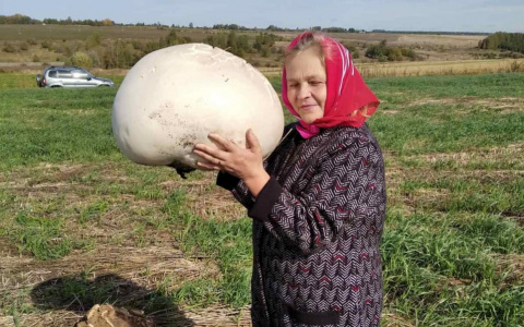 Четыре огромных гриба нашли жители Чувашии: "Приготовили, очень вкусно"