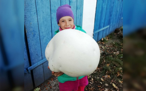 Жители Чувашии собирают огромные белые шары и жарят их на сковородке