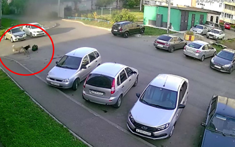 В Новочебоксарске собаки повалили и покусали женщину