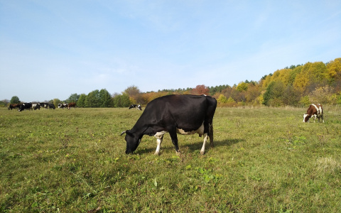 Жительница Чувашии хотела продать корову, но лишилась всех своих сбережений