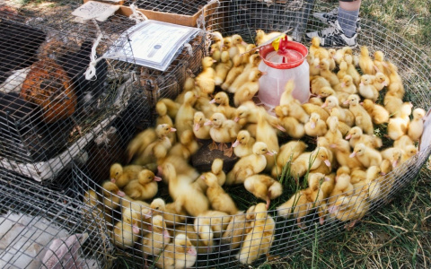 Татарстан обвинил Чувашию в распространении птичьего гриппа