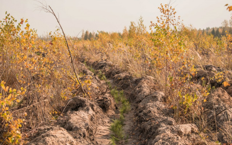 Сотрудники Сбербанка приняли участие во Всероссийской акции «Сохраним лес»