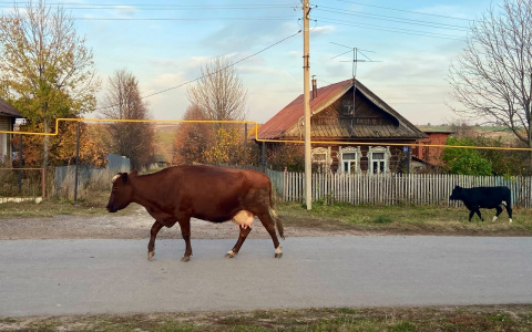 Тепло отступает от Чувашии, а "зима близко"