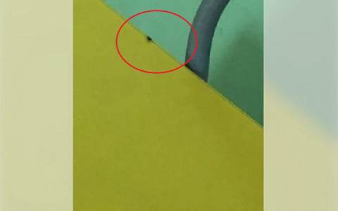 Тараканов чебоксарской школы № 2 продают на "Авито"