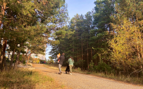 Какие законы вступают в силу в ноябре: продление пособий и маркировка шин