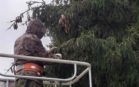 В Чувашии собрали свежий урожай еловых шишек