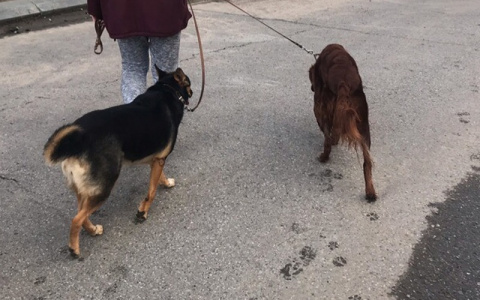 Рядом с Чебоксарами откроют новый приют для бродячих собак