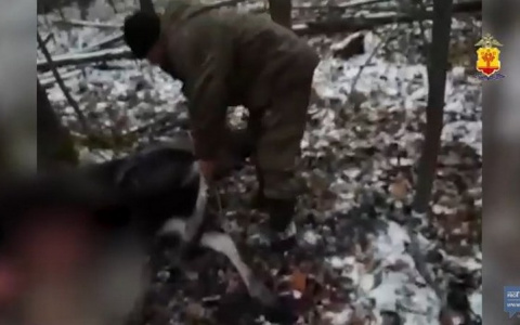 В лесах Ибресинского района поймали браконьера в крови: "Не удержался и выстрелил"