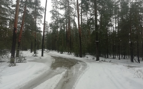 В Ворошиловском лесу Чебоксар мужчина напал на 15-летнюю девушку, но та стала кричать