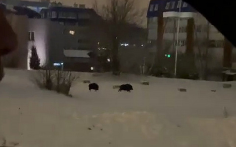 Вечером в Юго-Западном районе пасутся кабаны