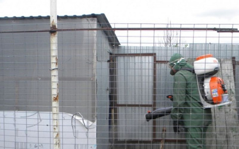 В двух районах Чувашии ввели карантин по бешенству