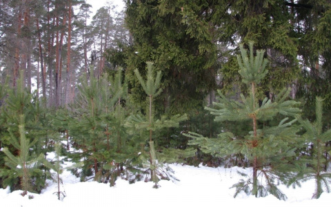 В лесах Чувашии усилили охрану и назвали штраф за срубленную ель