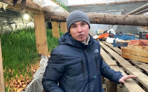 Житель Чувашии построил восемь теплиц и собирается выращивать ананасы