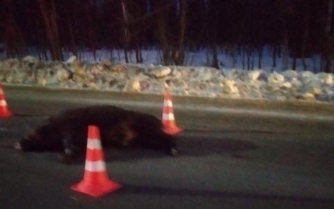 На выезде из Чебоксар насмерть сбили кабана