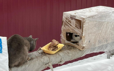 В Цивильске появилось "кошачье общежитие" из картонных коробок