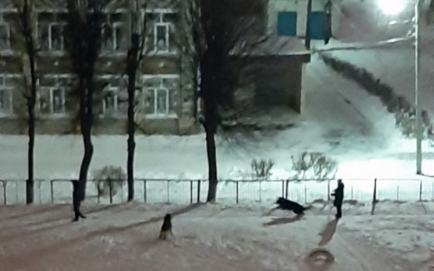 Собаководы выгуливают псов на школьном стадионе, а ученики занимаются среди мочи и фекалий