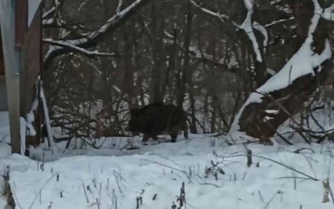 В районе Чувашии возник очаг африканской чумы