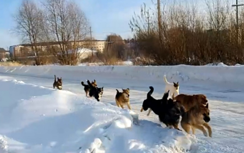 Стая из 10 собак бродит по Шумерле: "Страшно за себя и детей"