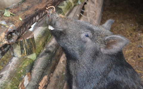 Африканскую чуму обнаружили еще у одного кабана в Чувашии