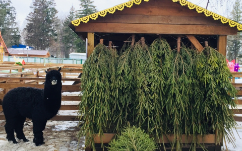 Жители Чебоксар могут сдать елки для животных зооуголка