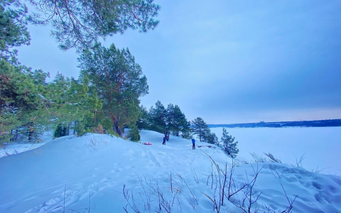 В Заволжье выставили на продажу гектар земли среди соснового бора