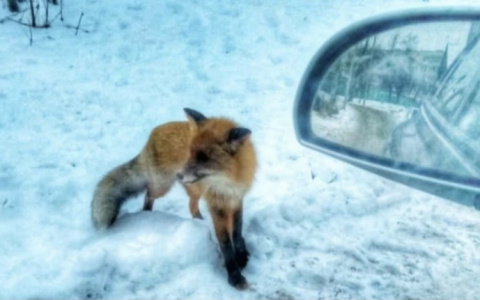 Рядом с Чебоксарами ввели карантин по бешенству