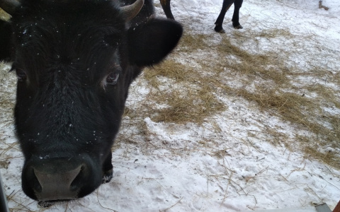 В Чувашии на один молочный завод может стать меньше
