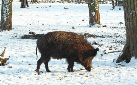 Глава Чувашии подписал указ об отстреле лосей, косуль и других животных на 2021 год