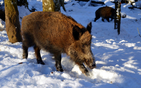 В Чувашии уничтожат сразу 578 кабанов