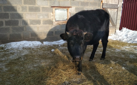 Чебоксарку постигла неудача в продаже быка в день китайского Нового года