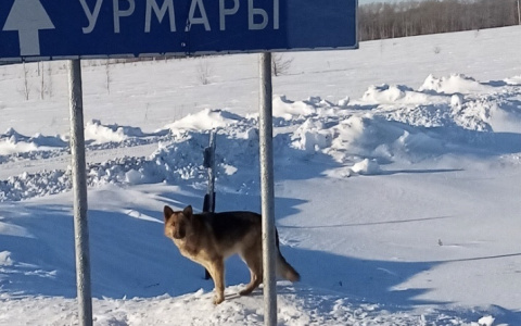 Овчарка четыре дня сидит и ждет хозяина на трассе в чувашском поле