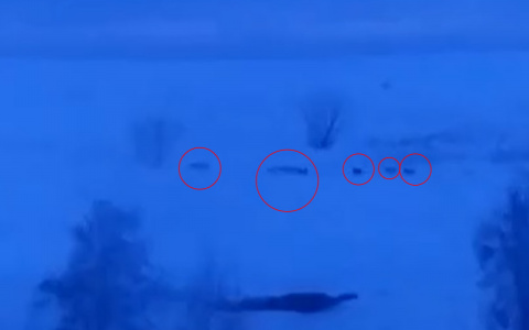 Стаю из 17 волков сняли пассажиры автобуса в Чувашии