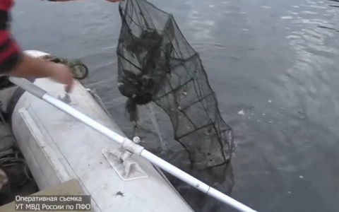 Мужчину, выловившего 810 раков в Суре, ждут исправительные работы