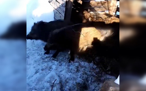 Стадо кабанов поселилось во дворе частного хозяйства: "Животные уже умирают от голода"