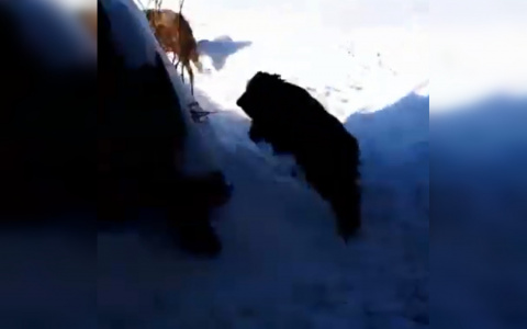 Кабанов, захвативших сарай в Чандрово, попытаются прогнать в лес