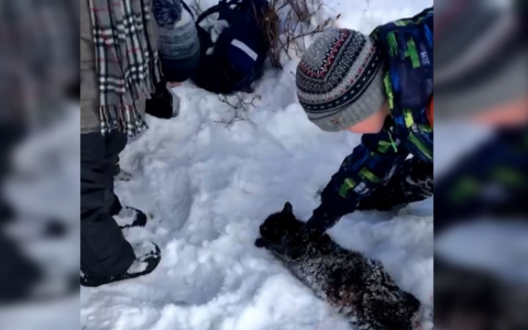 В Новочебоксарске на глазах у школьников ротвейлер загрыз кошку, дети плачут