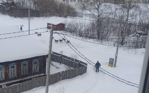 В Шумерле стая бродячих собак загрызла пса