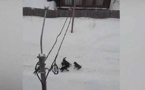 Всю Шумерлю держит в страхе свора бездомных псов