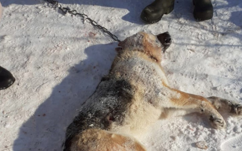 В Чувашии произошла необъяснимая смерть домашней собаки: "Кто-то укусил в живот и высосал кровь"