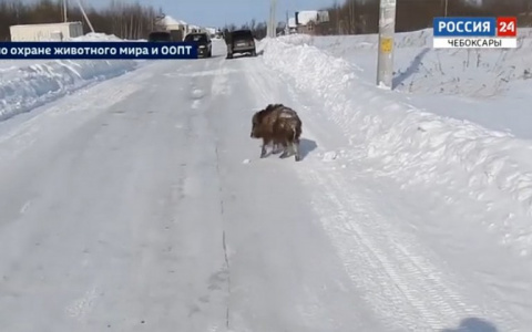 Кабанов, захвативших сарай в Чандрово, прогнали в лес