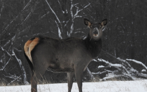 В Чувашии впервые за 30 лет замечены благородные олени