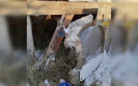 Охотники высказали версию о звере, убивающем собак в Ядринском районе