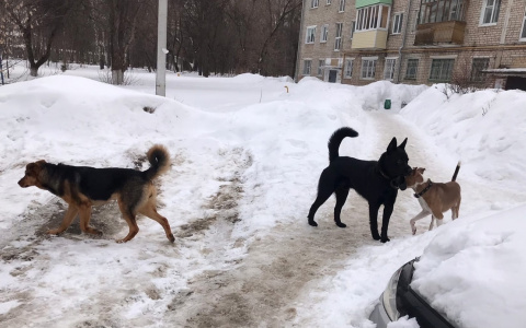 Отлов одной бродячей собаки в Чувашии обходится в 6000 рублей